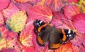 Red admiral butterfly. butterfly on bright autumn leaves. bright red fallen leaves texture background. top view. Royalty Free Stock Photo