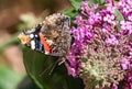 Red Admiral Butterfly on Buddleia Flower Royalty Free Stock Photo