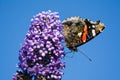 Red Admiral Butterfly