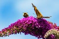 Red Admiral butterfly and Bumblebee on butterfly bush Royalty Free Stock Photo