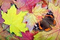 Red admiral butterfly. butterfly on bright autumn leaves. bright maple leaves texture background. top view. Royalty Free Stock Photo