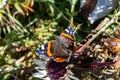 Red admiral butterfly on a carlile thistle Royalty Free Stock Photo