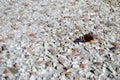 Red admiral butterfly in cement and stones floor Royalty Free Stock Photo