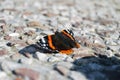 Red admiral butterfly in cement and stones floor Royalty Free Stock Photo