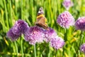 Red admiral butterfly on chive blossom, side, macro Royalty Free Stock Photo