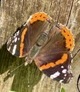 Red Admiral butterfly close up Royalty Free Stock Photo