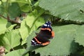 Red admiral butterfly close up Royalty Free Stock Photo