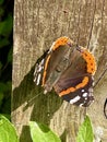 Red admiral butterfly close up Royalty Free Stock Photo