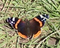 Red admiral butterfly close up Royalty Free Stock Photo