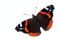 Red Admiral butterfly close-up. Isolated on a white background Royalty Free Stock Photo