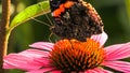 A Red Admiral butterfly on an Echinacea flower Royalty Free Stock Photo