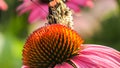 A Red Admiral butterfly on an Echinacea flower Royalty Free Stock Photo