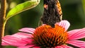 A Red Admiral butterfly on an Echinacea flower Royalty Free Stock Photo