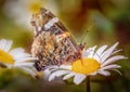 Red Admiral butterfly feeding on a large daisy flower, in Kent, England, UK. Royalty Free Stock Photo