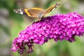 Red admiral butterfly feeding on a purple Buddleia flower Royalty Free Stock Photo