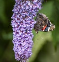 Red Admiral Butterfly feeding on purple buddleia