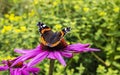 Red Admiral butterfly feeding on a purple echinacea flower in garden. Royalty Free Stock Photo