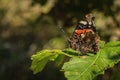 Red admiral butterfly on green leaf Royalty Free Stock Photo