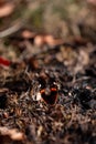 Red Admiral butterfly on the ground. Vanessa Atalanta a beautiful insect with colorful wings