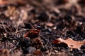 Red Admiral butterfly on the ground. Vanessa Atalanta a beautiful insect with colorful wings