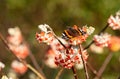 Red admiral butterfly lands on bright orange flower of the Edgeworthia chrysanthia Red Dragon bush at RHS Wisley, Surrey UK Royalty Free Stock Photo