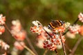 Red admiral butterfly lands on bright orange flower of the Edgeworthia chrysanthia Red Dragon bush at RHS Wisley, Surrey UK Royalty Free Stock Photo