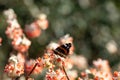 Red admiral butterfly lands on bright orange flower of the Edgeworthia chrysanthia Red Dragon bush at RHS Wisley, Surrey UK Royalty Free Stock Photo