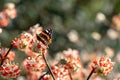 Red admiral butterfly lands on bright orange flower of the Edgeworthia chrysanthia Red Dragon bush at RHS Wisley, Surrey UK Royalty Free Stock Photo