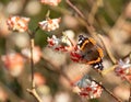 Red admiral butterfly lands on bright orange flower of the Edgeworthia chrysanthia Red Dragon bush at RHS Wisley, Surrey UK Royalty Free Stock Photo