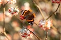 Red admiral butterfly lands on bright orange flower of the Edgeworthia chrysanthia Red Dragon bush at RHS Wisley, Surrey UK Royalty Free Stock Photo