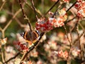 Red admiral butterfly lands on bright orange flower of the Edgeworthia chrysanthia Red Dragon bush at RHS Wisley, Surrey UK Royalty Free Stock Photo