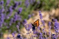 Red admiral butterfly lands on the flower head at lavender farm in the Cotswolds UK. Royalty Free Stock Photo