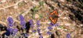 Red admiral butterfly lands on the flower head at lavender farm in the Cotswolds UK. Royalty Free Stock Photo