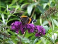 Red Admiral Butterfly on Loosestrife