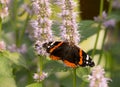 Red Admiral Butterfly Nectaring on Hyssop Plant with a Bee Royalty Free Stock Photo