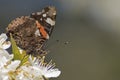 A red admiral butterfly in early spring Royalty Free Stock Photo