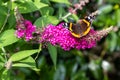 Red admiral butterfly with open wings sitting on flowering pink butterflybush - Buddleja davidii - in summer garden. Royalty Free Stock Photo
