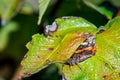 A red admiral butterfly perched on a pant leaf Royalty Free Stock Photo