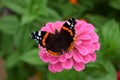 Red Admiral butterfly on a pink gerbera