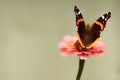 Red admiral butterfly on pink zinnia