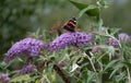 Red Admiral Butterfly Pollinating Buddliea Royalty Free Stock Photo