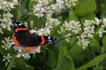 Red Admiral Butterfly on a privet bush Royalty Free Stock Photo