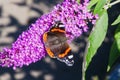 Red Admiral butterfly on a purple Buddleia