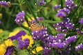 Red Admiral Butterfly on purple everlasting flowers