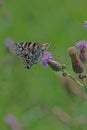 Red admiral butterfly on purple thistle closeup Royalty Free Stock Photo