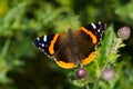 Red Admiral Butterfly - Vanessa atalanta Royalty Free Stock Photo