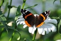 Red Admiral Butterfly on a Shasta Daisy Royalty Free Stock Photo