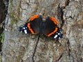 Red Admiral butterfly sits on the bark of a tree Royalty Free Stock Photo