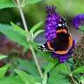 Red admiral butterfly - Vanessa atalanta - collecting nectar on flowering violet butterflybush - Buddleja davidii - in garden. Royalty Free Stock Photo