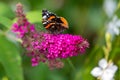 Red admiral butterfly - Vanessa atalanta - sitting on flowering pink butterflybush - Buddleja davidii - in garden. Royalty Free Stock Photo